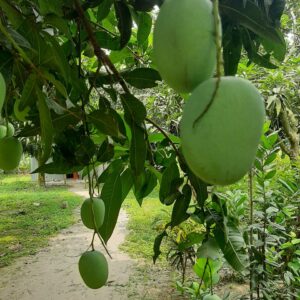 হিমসাগর আম Himsagar mango