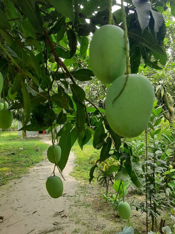 হিমসাগর আম Himsagar mango